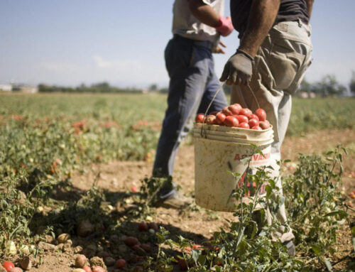 Caporalato, Cgil Napoli e Campania: “Ennesimo episodio di sfruttamento di lavoratori fragili vittime del Decreto Flussi, servono interventi normativi urgenti”